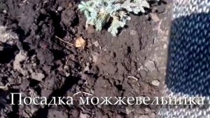 Весенняя посадка можжевельника !