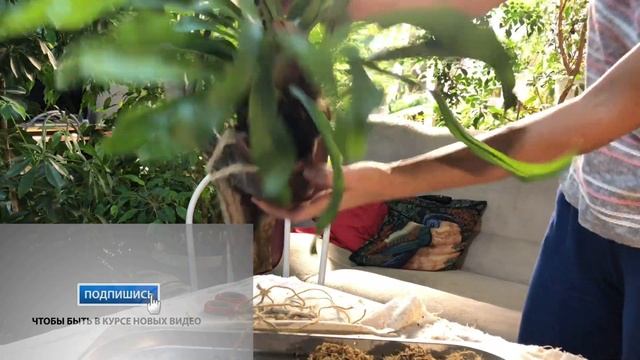 ПАПОРОТНИК ПЛАТИЦЕРИУМ ПОСАДКА НА КОРЯГУ 4К