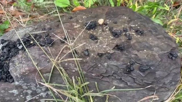 9 Ночное дежурство с Маргаритой Камни кости стены духи игры в фотоловушки смотреть онлайн