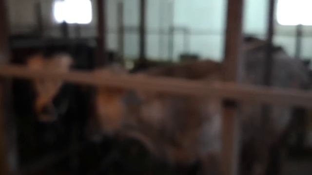 Кх фортуна , откорм быков. Обзор на откорм базу.03.12.21г смотреть онлайн