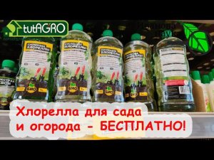 СТАЛ ИЗВЕСТЕН СПОСОБ ПОЛУЧИТЬ ХЛОРЕЛЛУ БЕСПЛАТНО! Доступно абсолютно каждому! БЕЗ ЗАКВАСКИ!