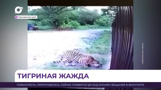 В Приморье амурский тигр попал в объектив камеры видеонаблюдения смотреть онлайн