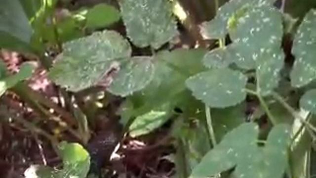 Уж обыкновенный смотреть онлайн