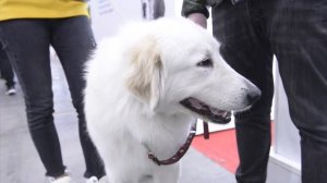 Пиренейская горная собака: главное о породе за 1 минуту