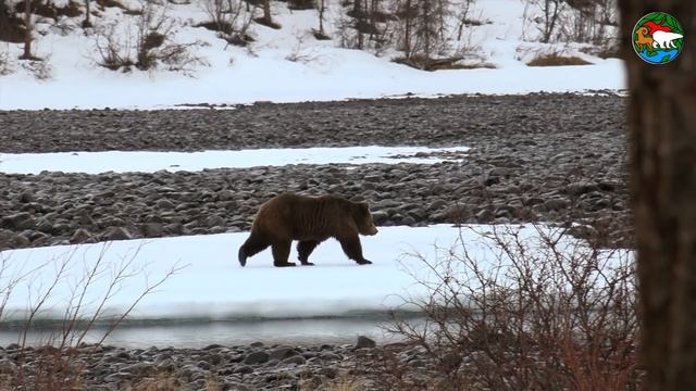 По соседству с медведем. Плато Путорана / In the Neighbourhood with a Bear смотреть онлайн