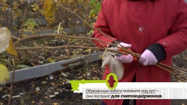 ЭТА ОБРЕЗКА НУЖНА РЕМОНТАНТНОЙ МАЛИНЕ ОСЕНЬЮ. ПОСПЕШИТЕ! смотреть онлайн