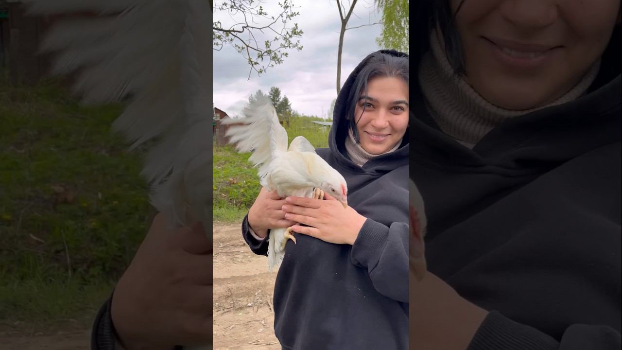 Мои первые куры #shorts