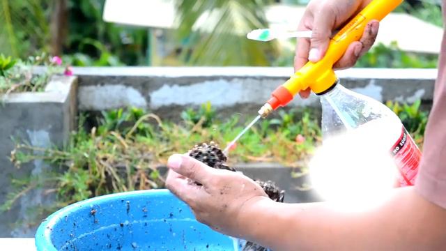 Best Ways to Kill Mealybugs and Scale Insects 101% // Complete Guide смотреть онлайн
