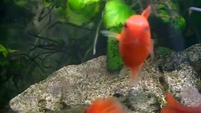 #Aquarium. Красная пецилия. смотреть онлайн