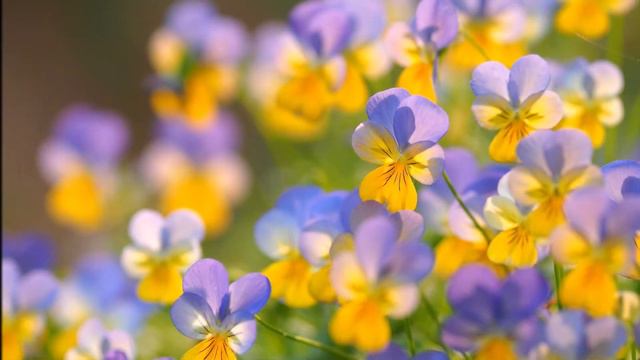 Нежная музыка для души. Gentle music for the soul. смотреть онлайн