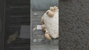 Эринги королевская вешенка дома или в теплице. первый опыт выращивания ?