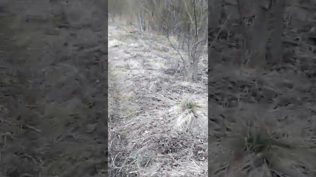 Ранняя весна в лесу . смотреть онлайн