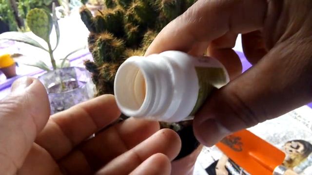 Replantando o meu cacto Cereus Jamacaru Monstruoso ??? смотреть онлайн