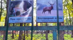 ВСТРЕТИЛИ ОЛЕНЯ В ЦЕНТРЕ ГОРОДА!!! Чуть Не УПАЛИ С МОСТА