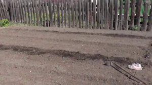 Сажаю фасоль и картофель на своём участке