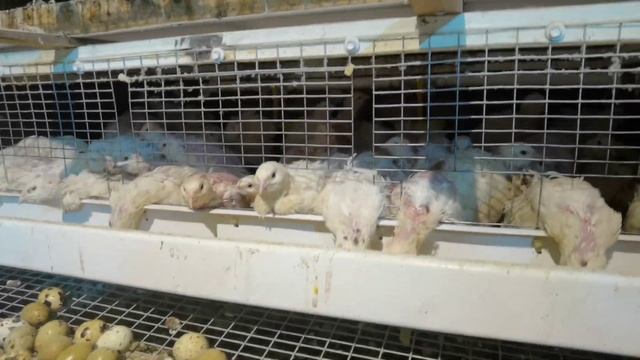 Сколько месяцев? Можно держать перепелов, и ЗАРАБОТАТЬ! смотреть онлайн