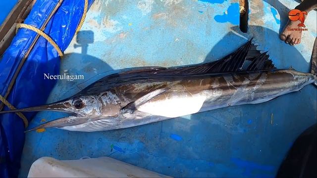 SAIL FISH, KING FISH & COBIA FISH CATCHING IN SEA смотреть онлайн