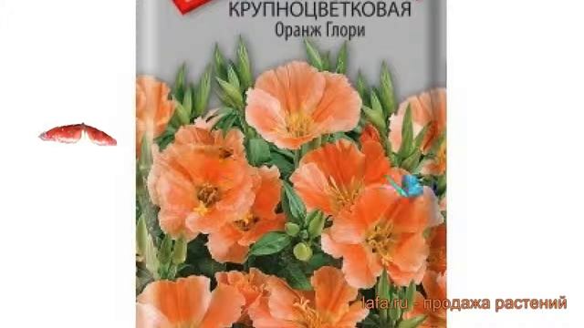 Годеция крупноцветковая Оранж Глори (oranzh glori) ? обзор: как сажать, семена годеции Оранж Глори смотреть онлайн