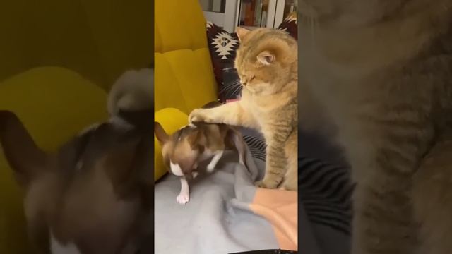 ПОДДЕРЖИТЕ НАШ КАНАЛ #юмор #камеди #прикол #фейл #фан #комедия #пранк #ржак