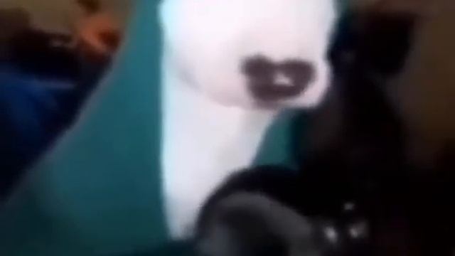 Собака бьёт по кастрюле мем смотреть онлайн