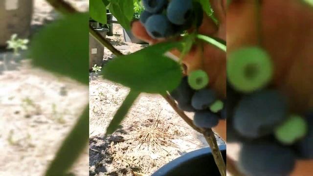 Голубика в полутени! будет ли сладкой?! ? смотреть онлайн