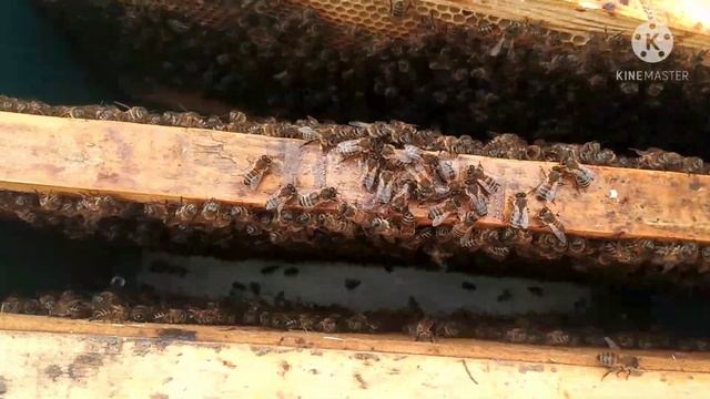 Ранняя выставка пчел. Пробую метод Сергея Гопка. смотреть онлайн