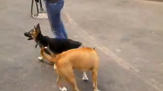 с маленьким лающим овчаренком смотреть онлайн