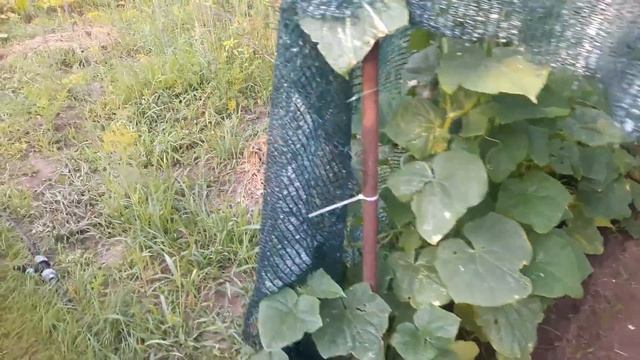 Славянск. 8 июля 2022г. Утро! смотреть онлайн