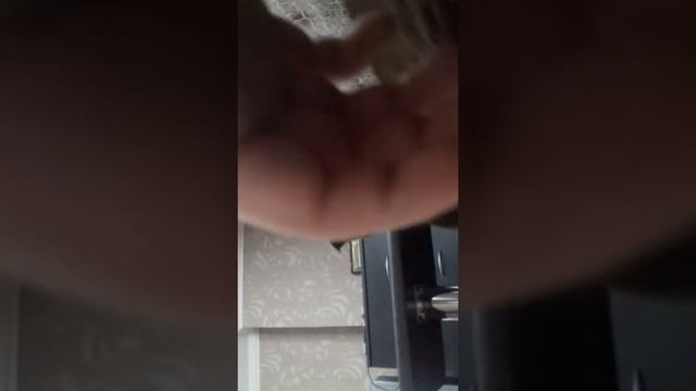 британская вислоухая кошка смотреть онлайн