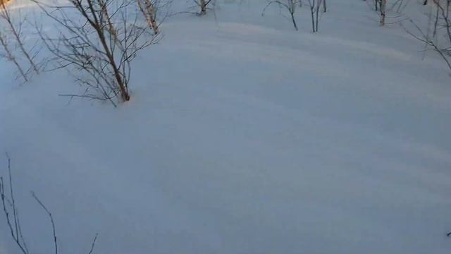 Кто добрал, того и добыча! Охота на зайца 2022. смотреть онлайн