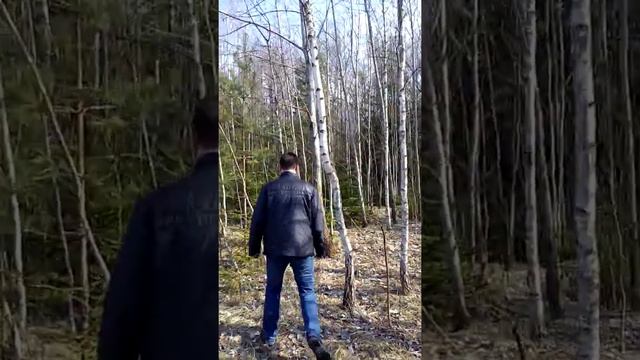 Лечебное дерево смотреть онлайн