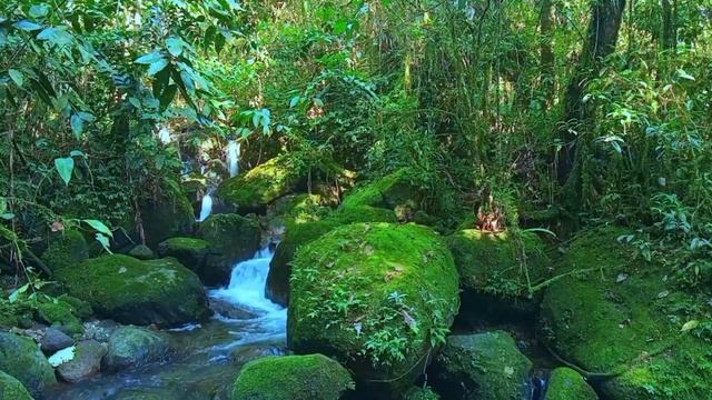 TIME TO RELAX,NATURAL SPRING WATER SOUNDS IN THE TROPICAL GREEN FOREST,RELAXATION,ASMR,MEDITATION смотреть онлайн
