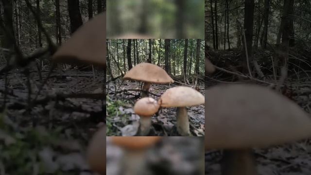 Осень,лес,грибы . смотреть онлайн