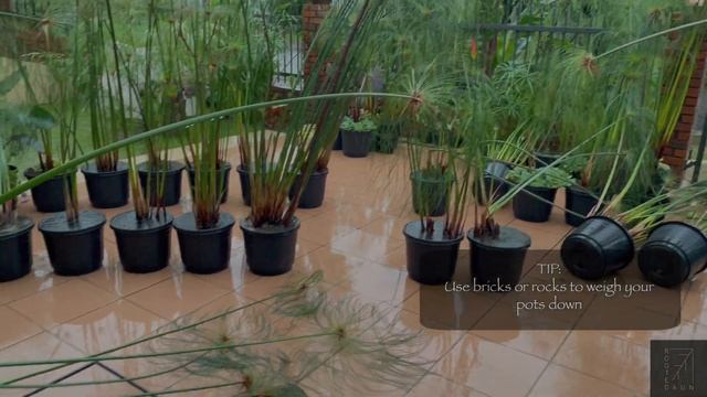 CYPERUS PAPYRUS AVENUE | DIY | Borneo смотреть онлайн