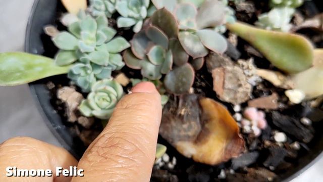 É hora de TERAPIA de CULTIVADOR | Simone Felic смотреть онлайн