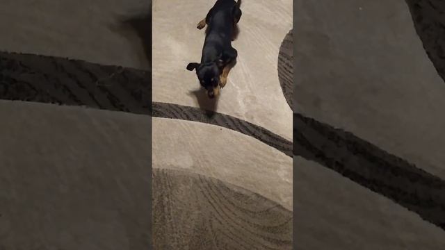 #русский #той #терьер #красавчик смотреть онлайн