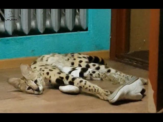 Сервал Кася и Сашины ботинки.