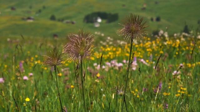 Луковая шелуха спасла от судорог смотреть онлайн