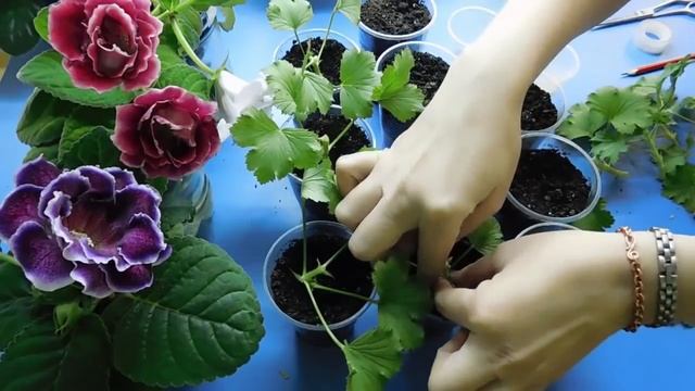 ???ГЕРАНЬ ( ПЕЛАРГОНИЯ ) КОРОЛЕВСКАЯ ! РАЗМНОЖЕНИЕ ЧЕРЕНКАМИ В ДОМАШНИХ УСЛОВИЯХ ! смотреть онлайн