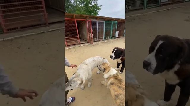 Відбулась в'язка між Джассі та Ірбіс ч.3 смотреть онлайн