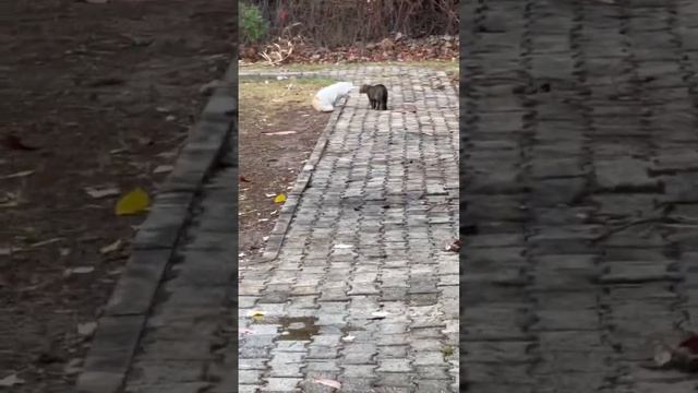 Турецкие коты 2. #рекомендации #2023 #кот #животные смотреть онлайн