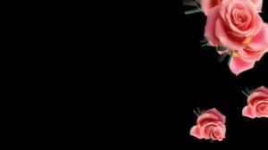 ФУТАЖ Розы на чёрном фоне (бордюр) - Footage Roses