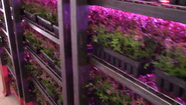 Bébi tuja pink fénnyel megvilágítva смотреть онлайн