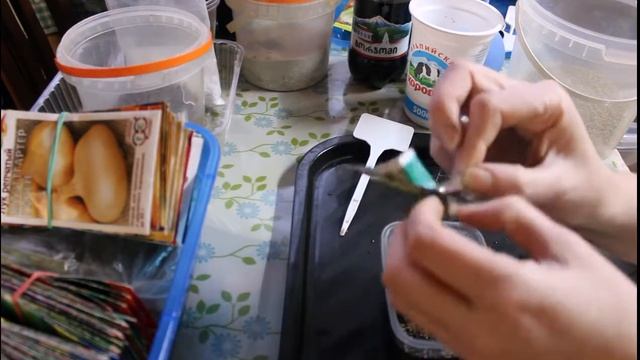 Посев корневого сельдерея на рассаду смотреть онлайн