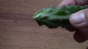 Кактус.  Как укоренить обломок кактуса?