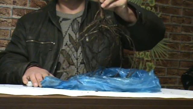 Виноград. Как выбрать саженцы смотреть онлайн