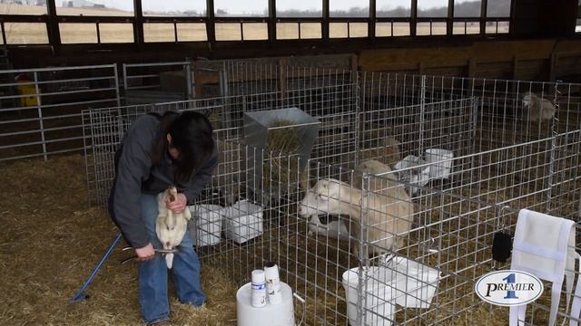 Double Crush Tail Docker смотреть онлайн