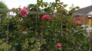 "Декор арлекин", "Мишка", первое цветение плетистых роз в 2023 году.