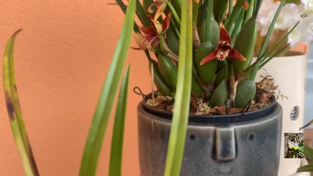 maxillaria содержание. Цветение Maxillaria tenuifolia ,variabilis.Орхидеи в доме, максиллярия. смотреть онлайн