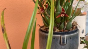 maxillaria содержание. Цветение Maxillaria tenuifolia ,variabilis.Орхидеи в доме, максиллярия.